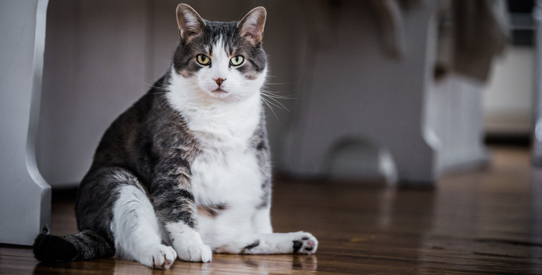 Feline Obesity: When to worry and how to help your fat cat!