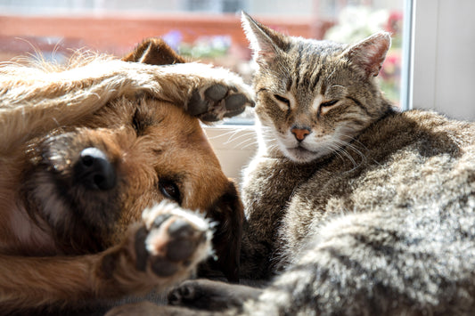 Top 5 Benefits of Enzymes for Dogs and for Cats