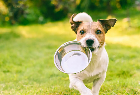 dog holding his bowl