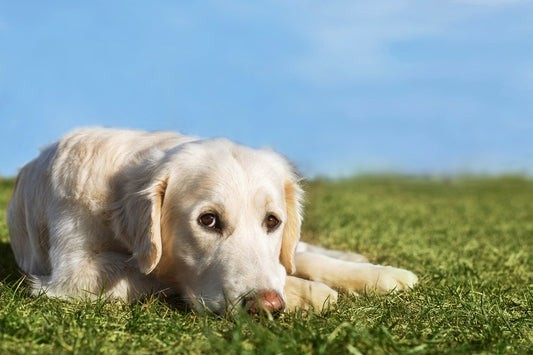 Dog laying down because of Digestive issues
