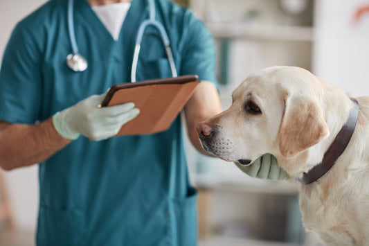 Pet Health Challenges? : The 5 Must Have Protocols!