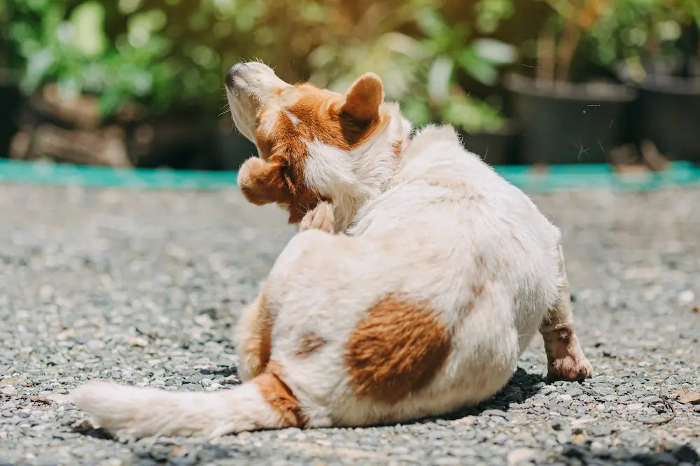 Allergy Supplements for Dogs: Science-Backed Options That Actually Work