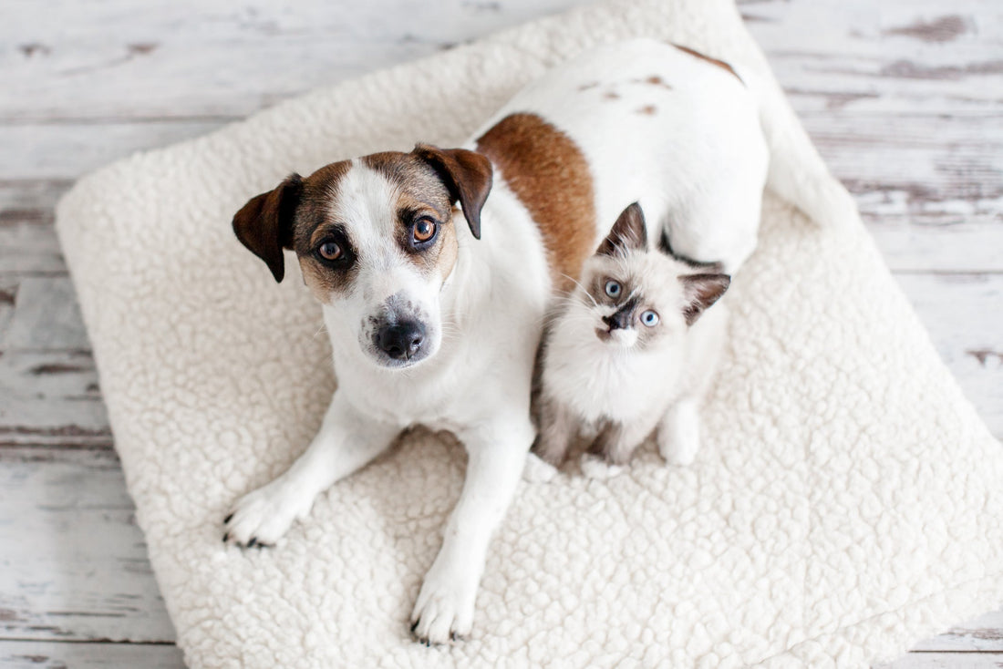 Does Your Pet Get Urinary Tract Infections? Learn Common Signs, Treatments, and Preventative Steps
