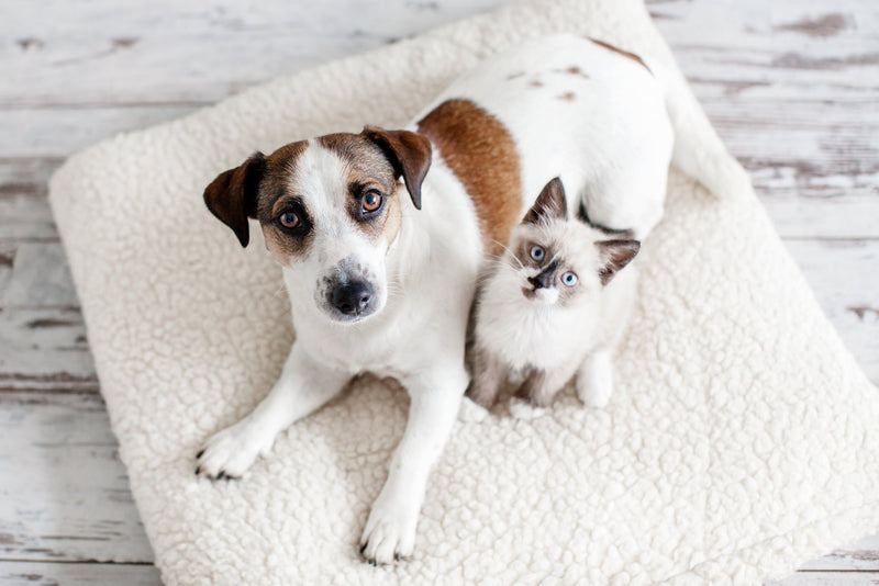 Does Your Pet Get Urinary Tract Infections? Learn Common Signs, Treatments, and Preventative Steps