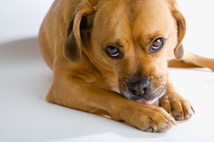 Prednisone for Dogs: Dealing with the Side Effects