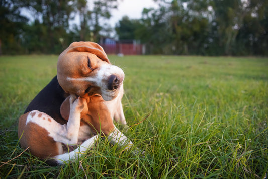 Understanding Pet Allergies and How to Fight Them