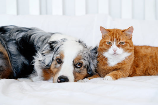 The Top 3 Signs that Your Pet May Benefit from a Multivitamin