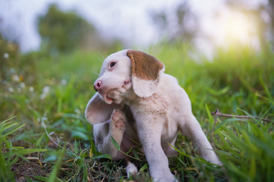 Top 10 Dog Maladies: Skin Issues and Allergies