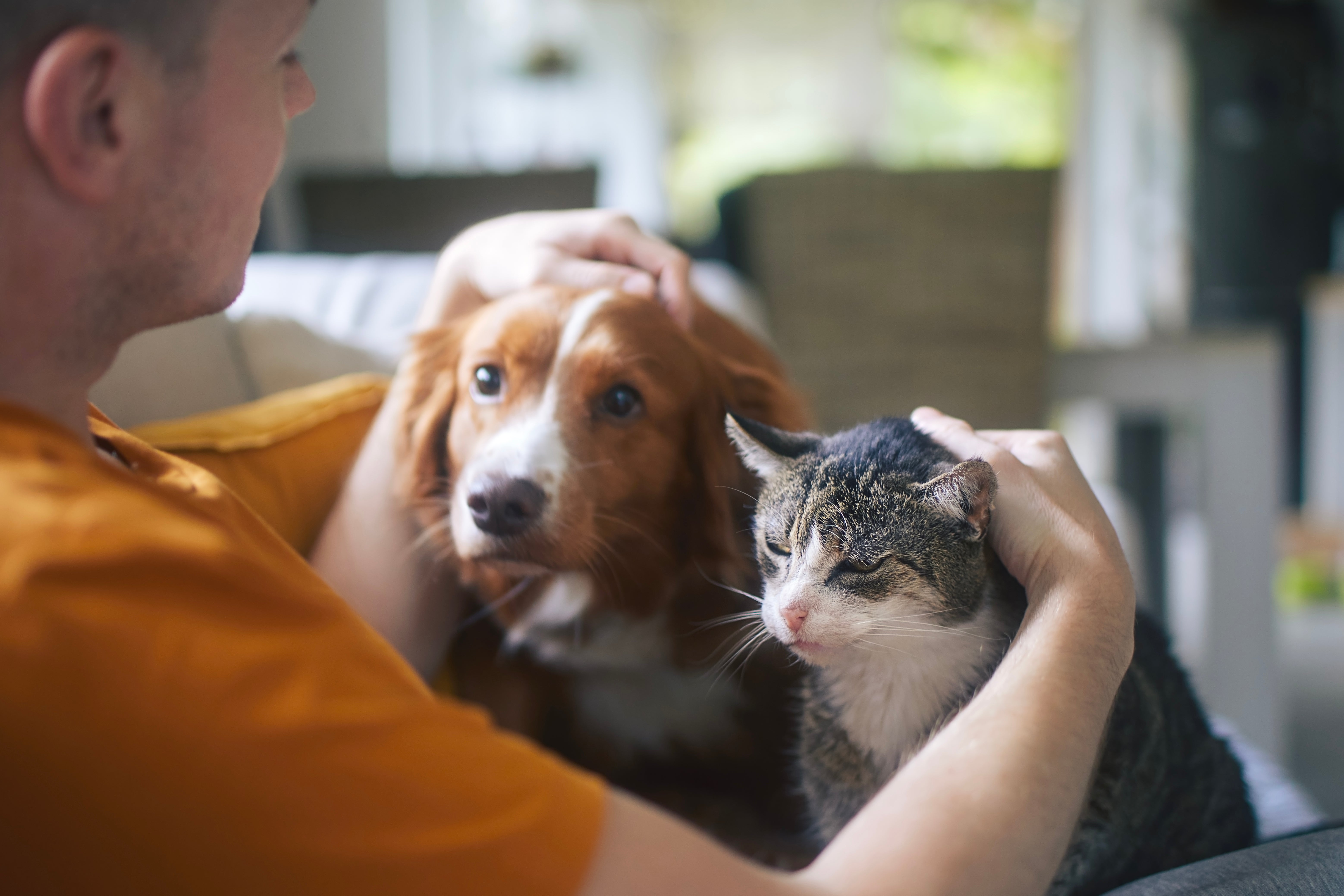 Why Your Pet May Need Omega-3's - Nusentia