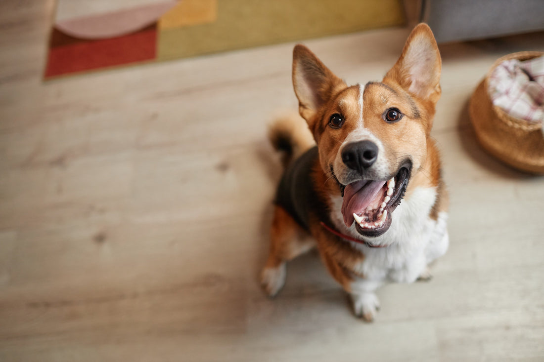 Does Your Pet have Bad Breath or Gas? It May Be This Hidden Culprit
