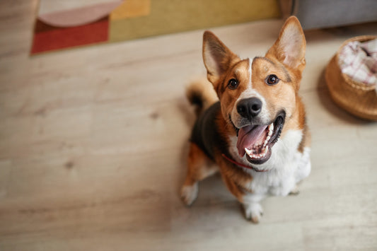 Does Your Pet have Bad Breath or Gas? It May Be This Hidden Culprit