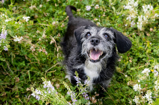 Do You Have an Aging Dog?
