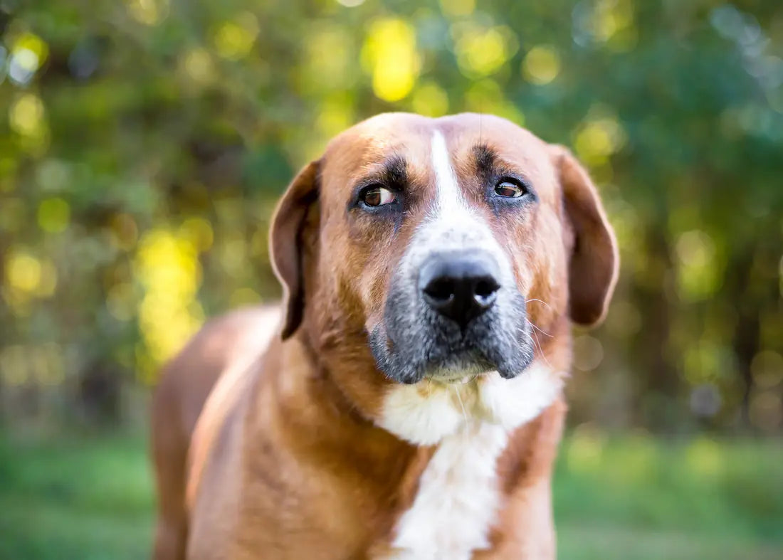 Anxiety in Dogs: Triggers, Supplements & How Gut Health Affects Behavior