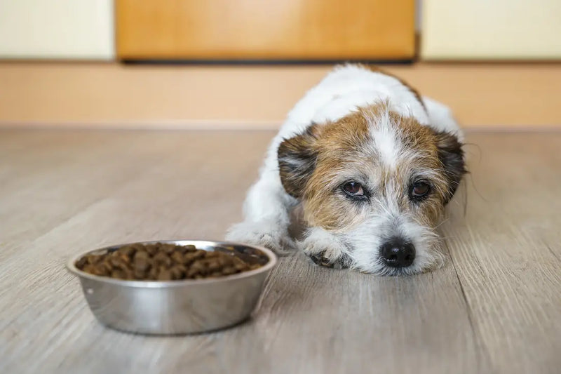 dog laying next to his bowl full of food