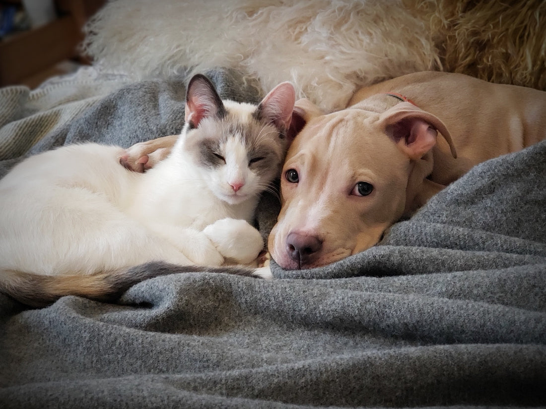 Did You Know Probiotics Address 5 of the Top 10 Reasons for Visits to the Vet?