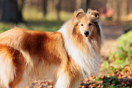 How to Keep Your Dog’s Skin and Coat Healthy
