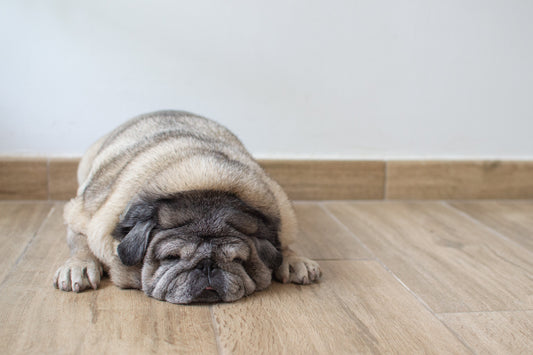 Top 10 Dog Maladies Series: Obesity