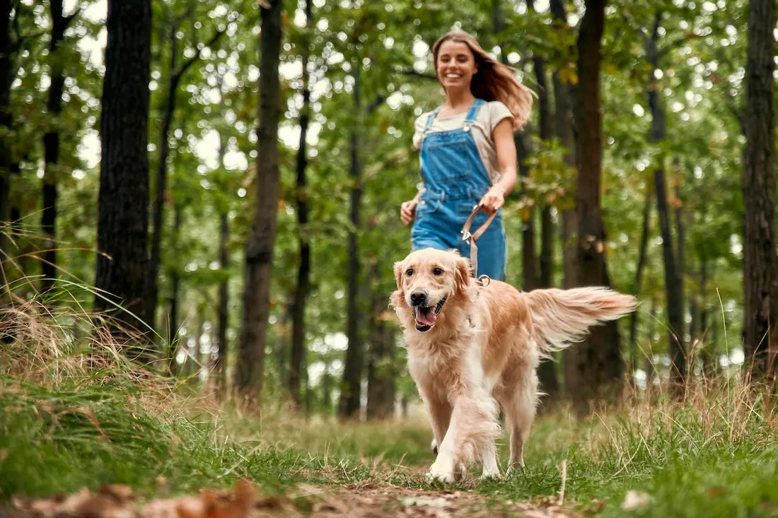 Is Turmeric Good for Dogs? Anti-Inflammatory Power, Dosage & Joint Support