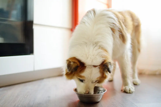Dog drinking water