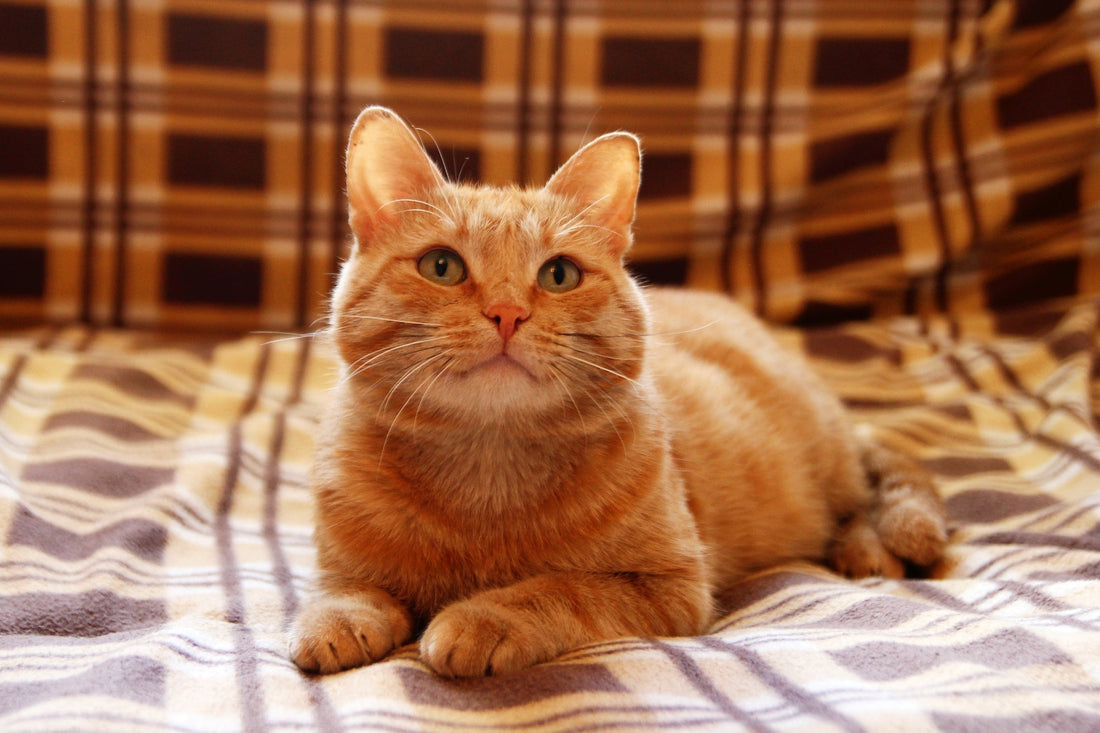 Cat Constipation 