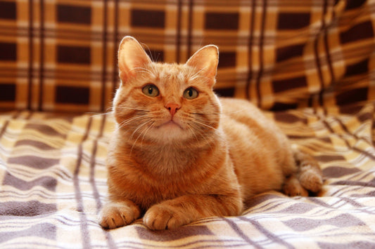 Cat Constipation 