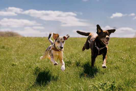 Happy Dogs 