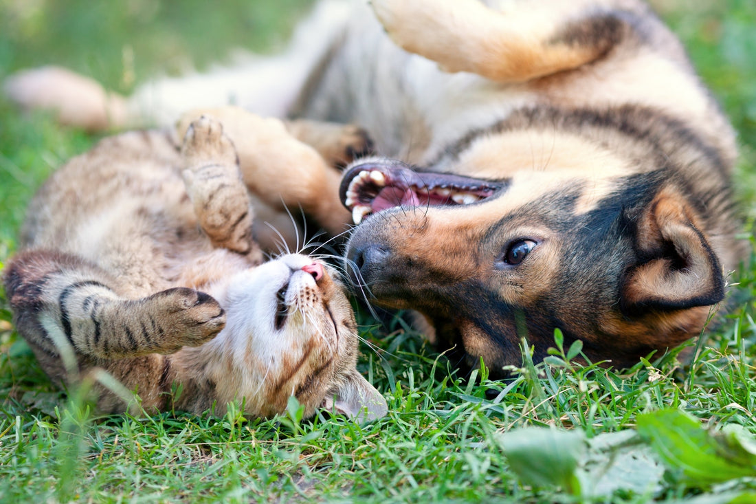 9 Amazing Benefits of a Systemic Enzyme for Your Pet