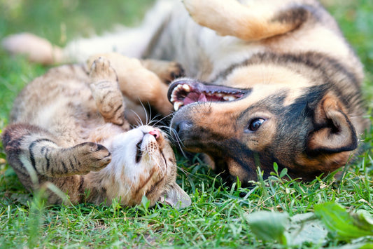 9 Amazing Benefits of a Systemic Enzyme for Your Pet
