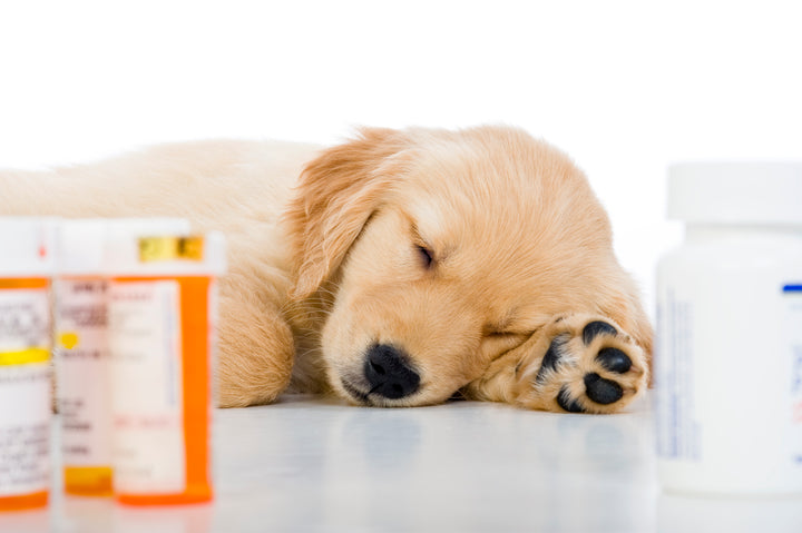 Your Dog is On Antibiotics, What Do You Do Next?