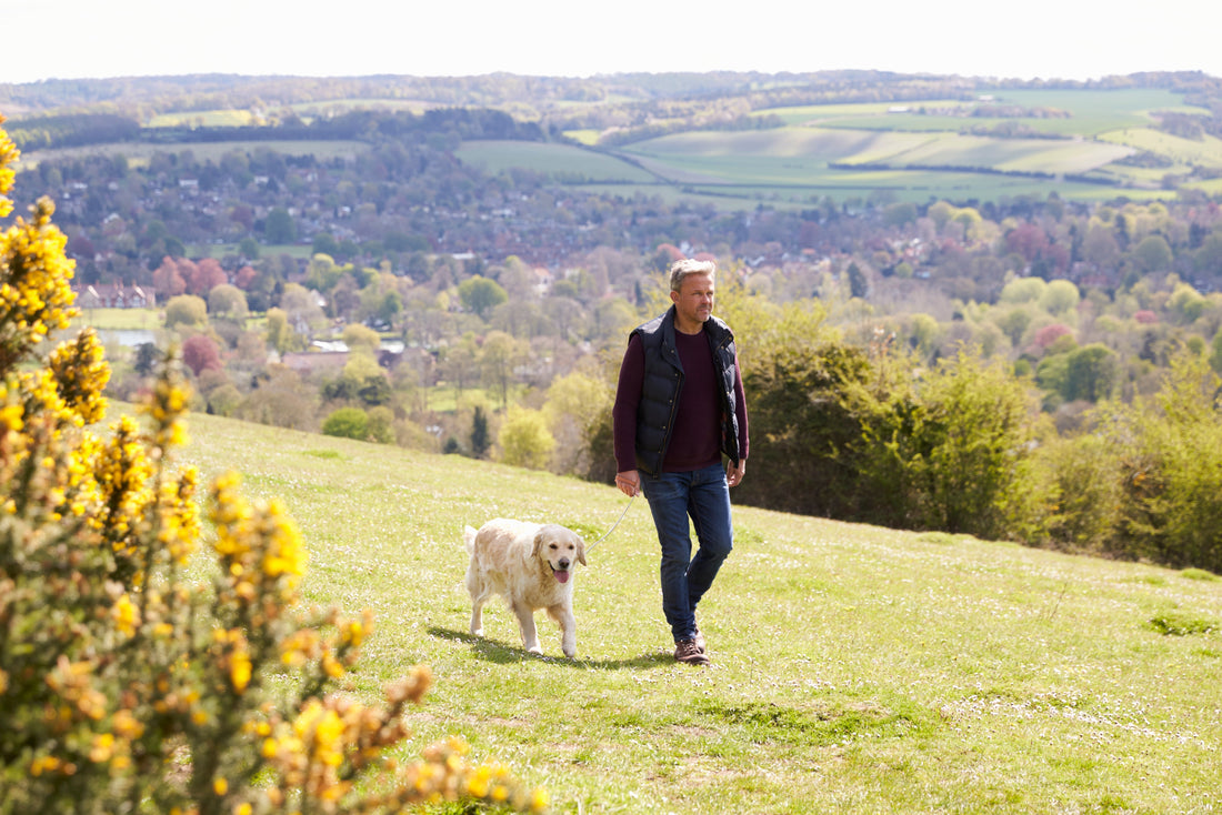 Canine Arthritis 101 : Learn 4 Steps to Improve Your Dogs Mobility Now!