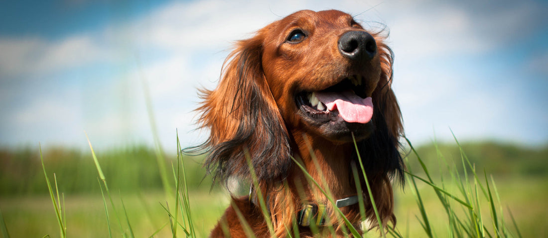 Gut Health for Dogs: Probiotics, Enzymes & Foods That Transform Wellness