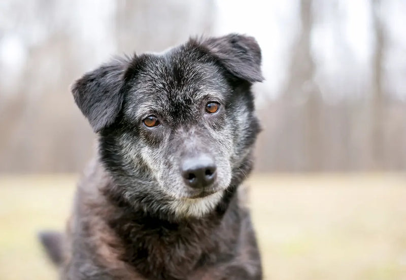 Signs of Arthritis in Dogs: Early Detection & Natural Support Strategies
