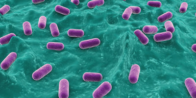 Probiotic Superhero for Dogs: Bifidobacterium Animalis
