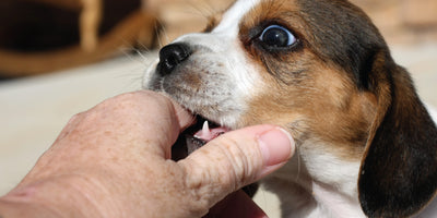 Dealing With Puppy Biting