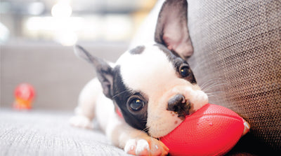 Top 5 Must-Do's After Bringing Home Your New Puppy