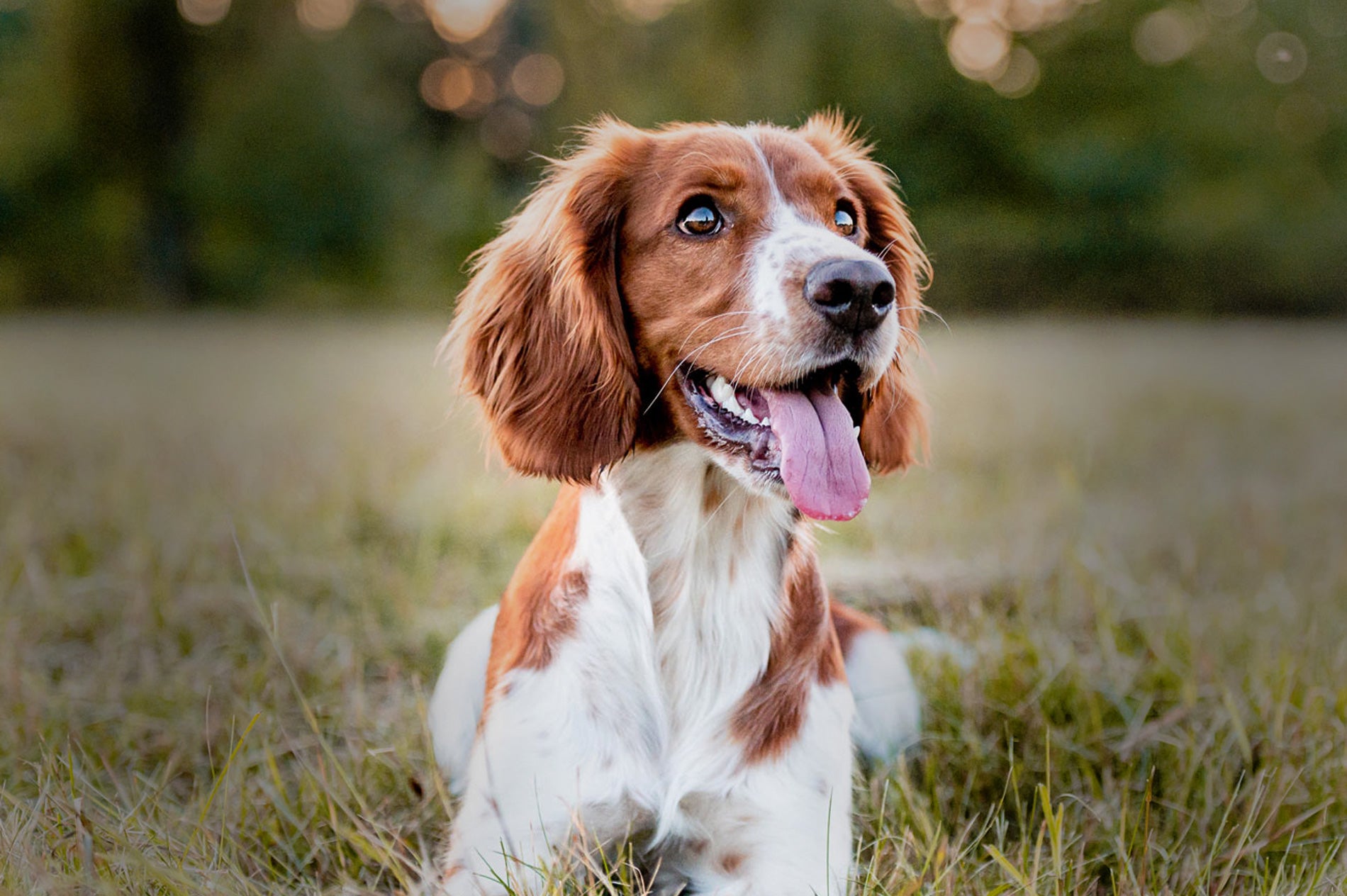 Dog Vitamins + Nutrients