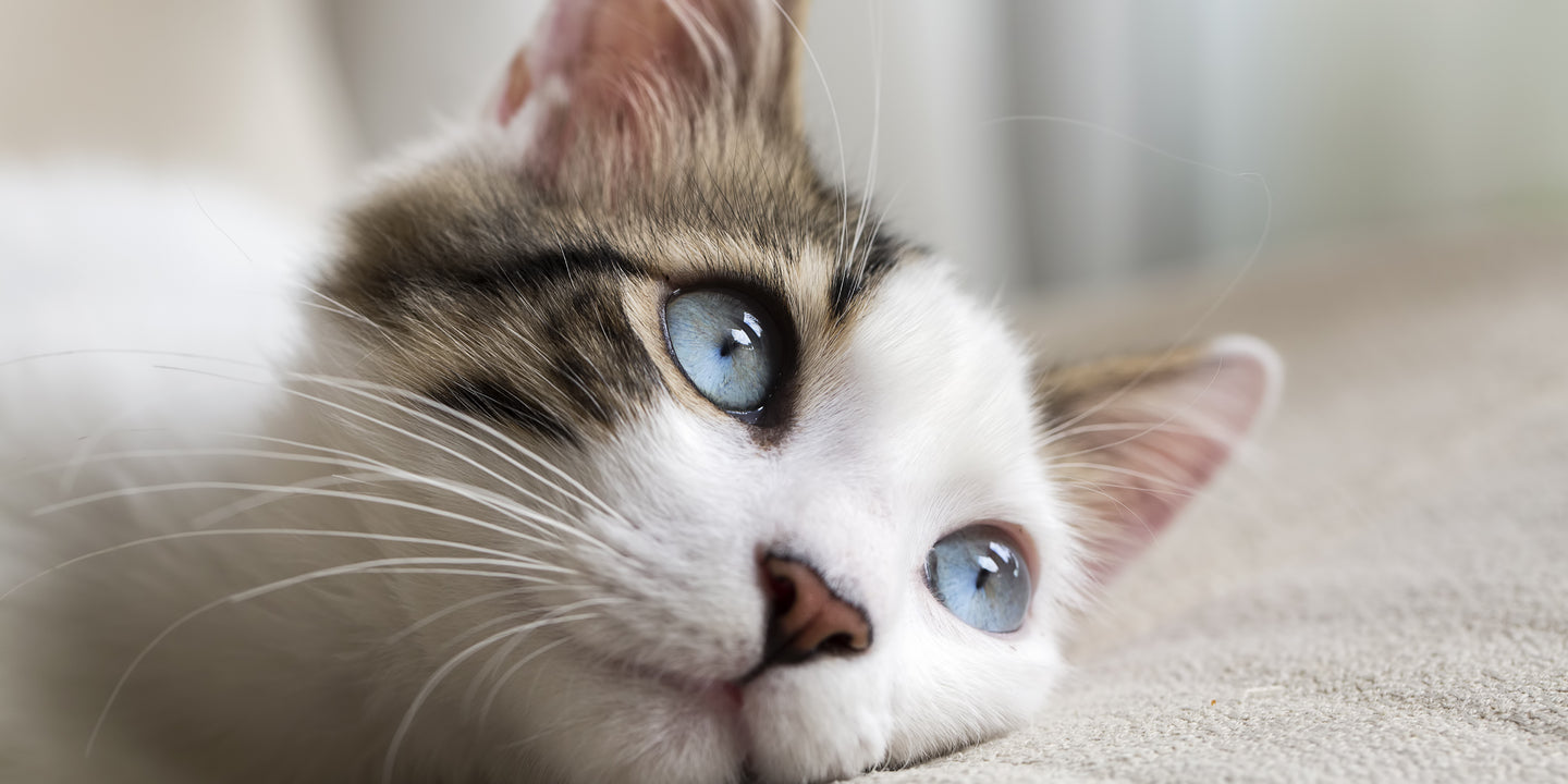 Bladder Infections & UTI in Cats
