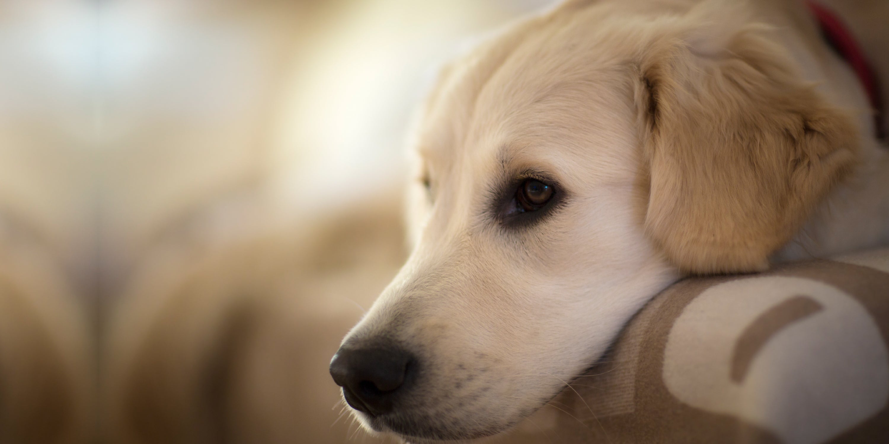 Prednisone for Dogs, Is There a Natural Alternative?