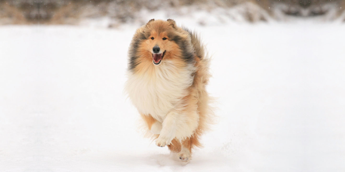 Excessive Shedding in Dogs