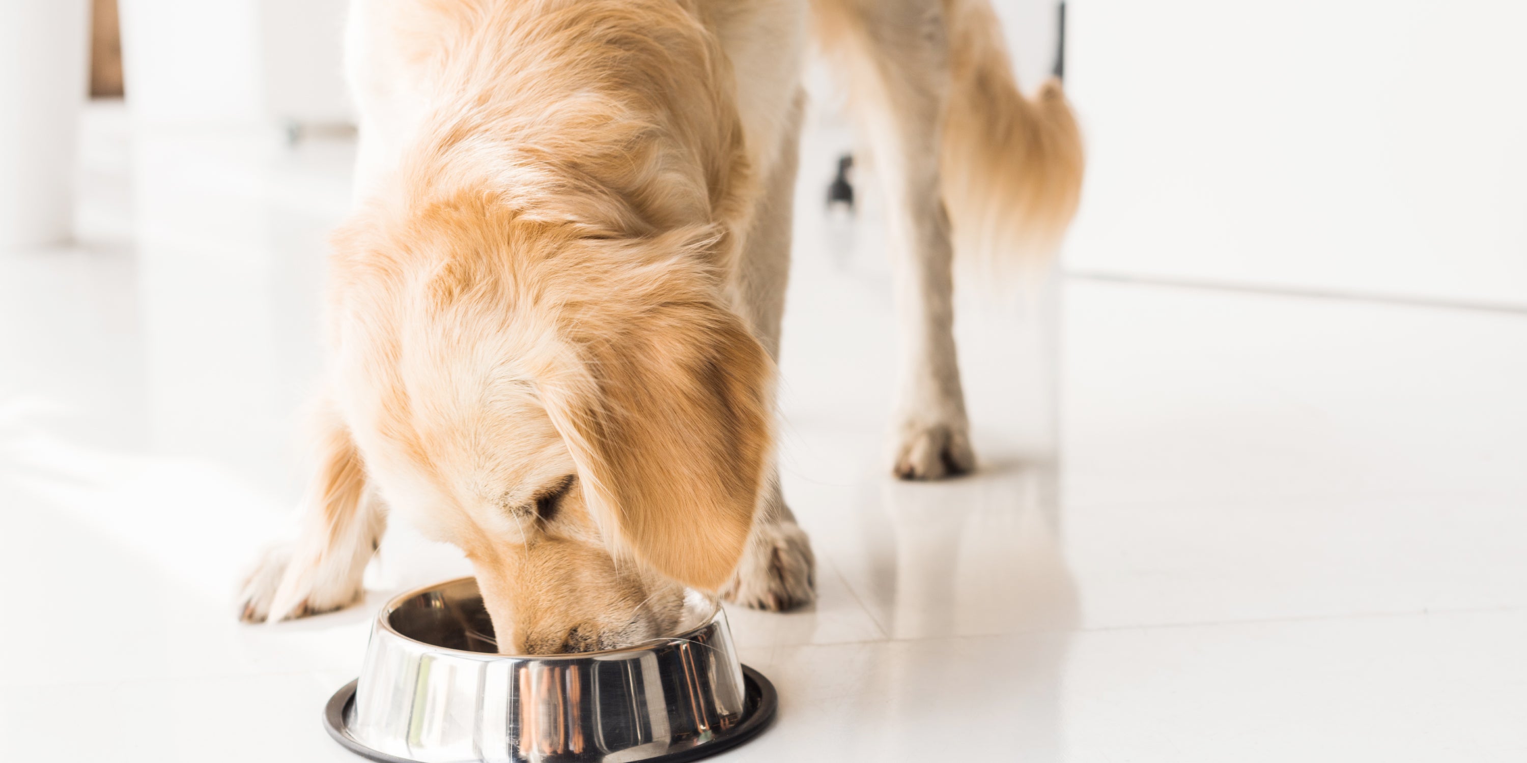Pancreatitis in Dogs