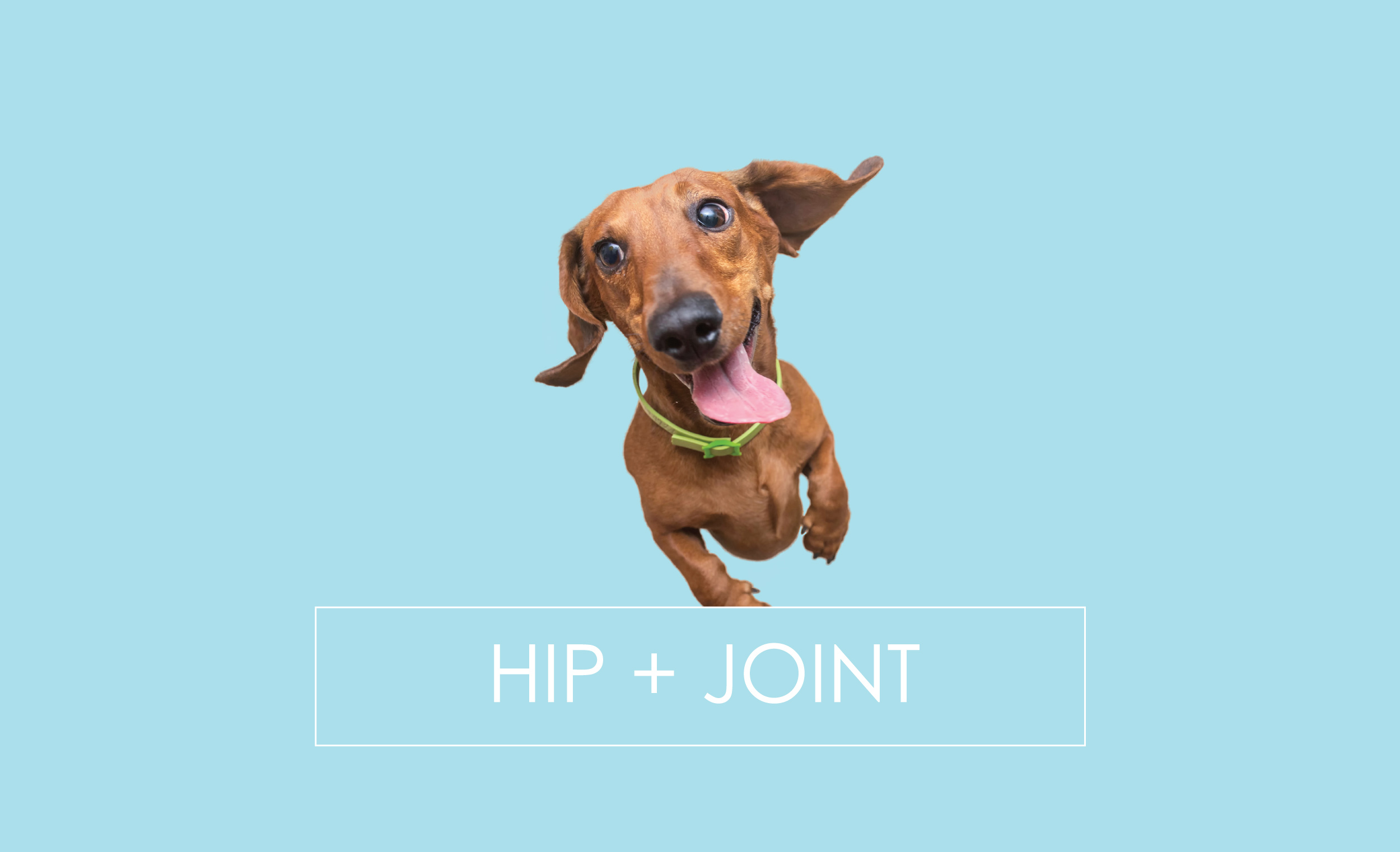 hip joint health supplements dogs