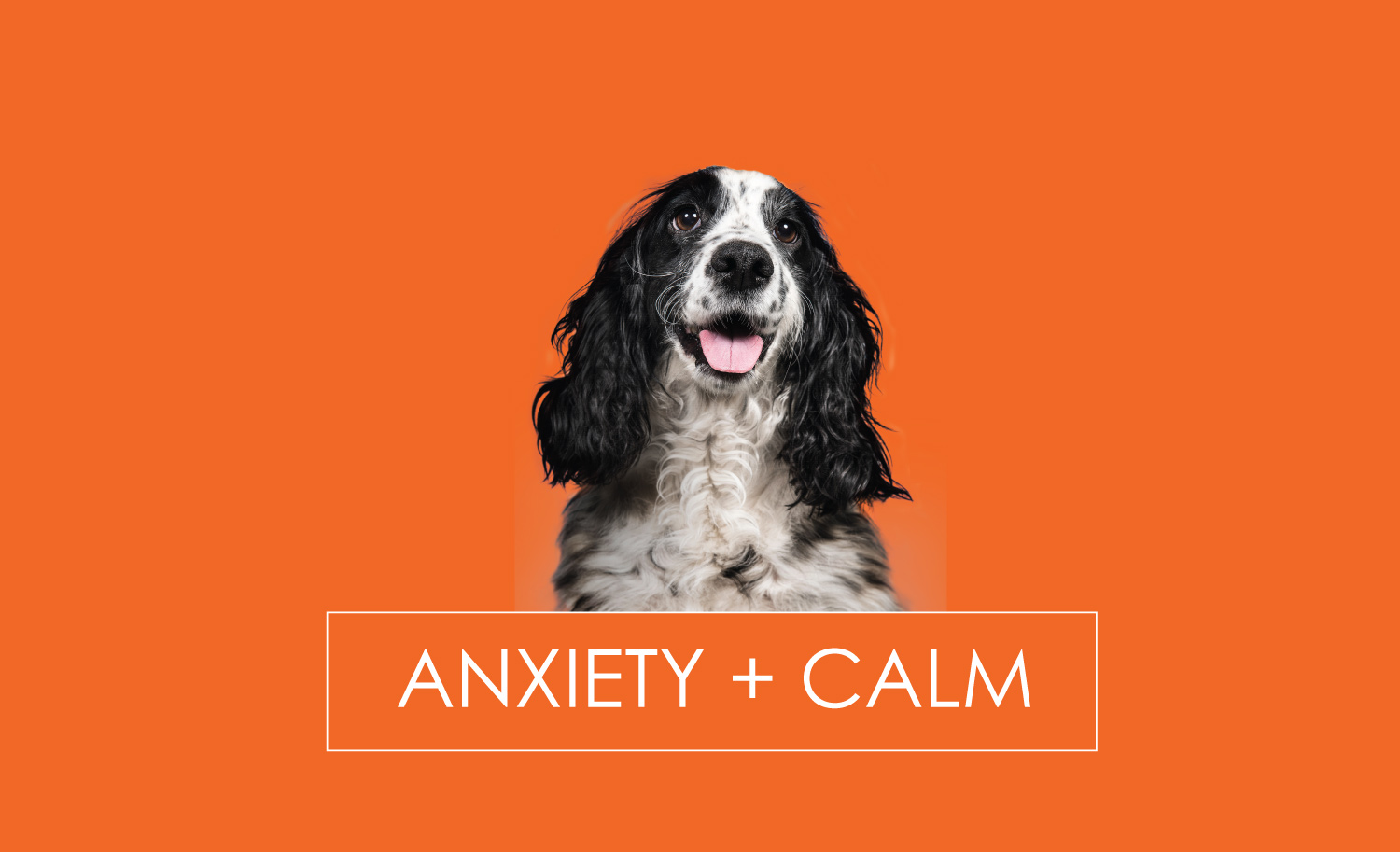 anxiety calming supplements for dogs