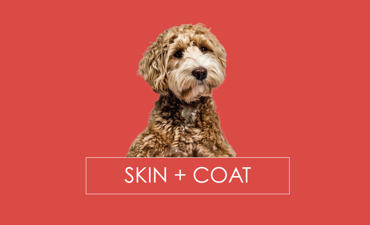 Skin & Coat