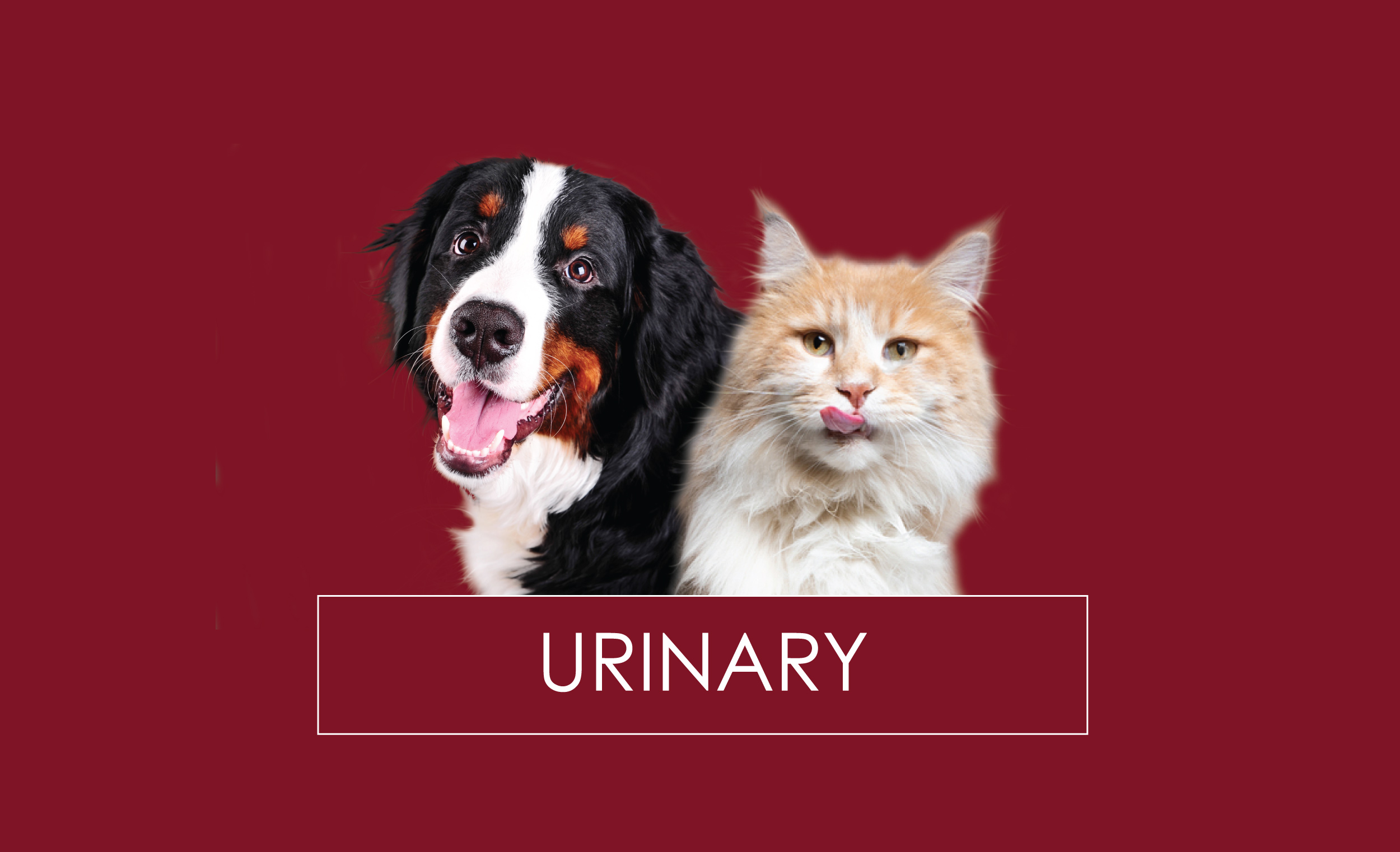uti supplements pets