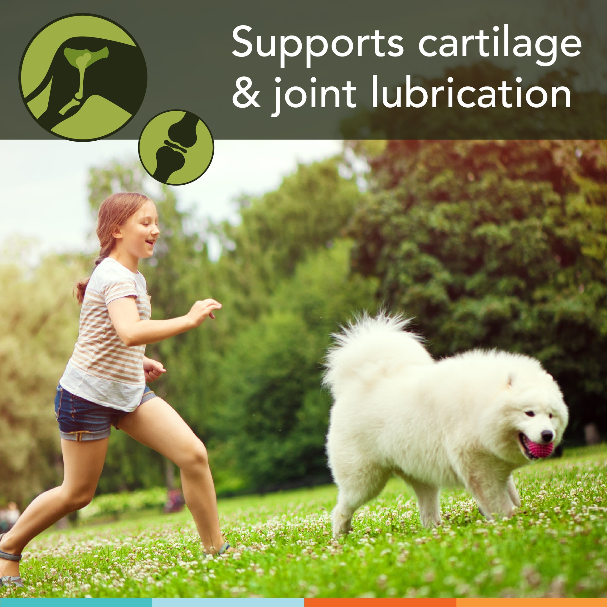 joint lubrication dogs