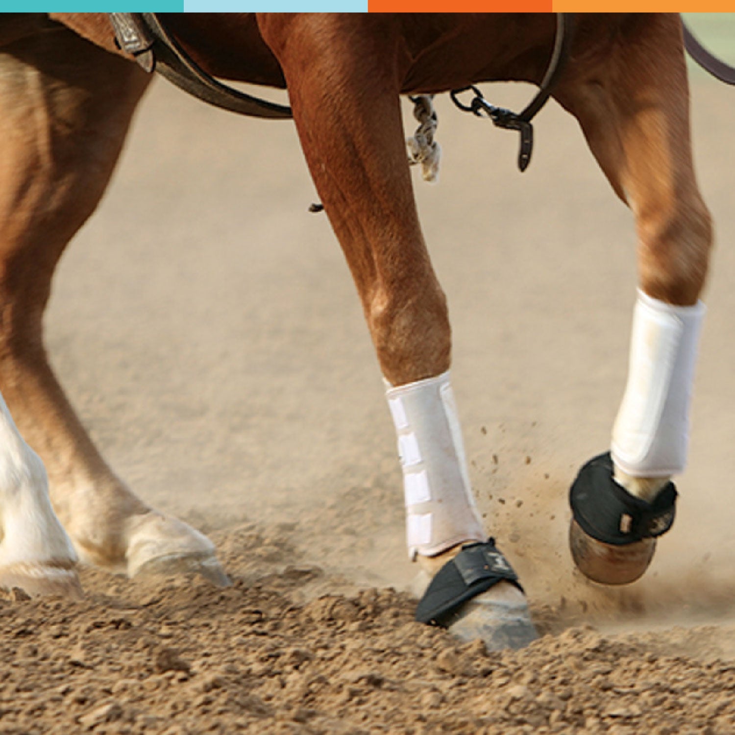 natural joint supplement for horses