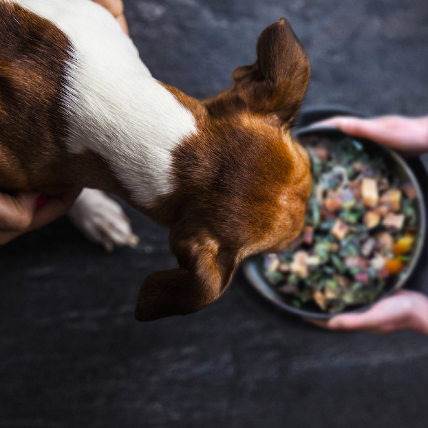 digestive enzymes for dogs and cats