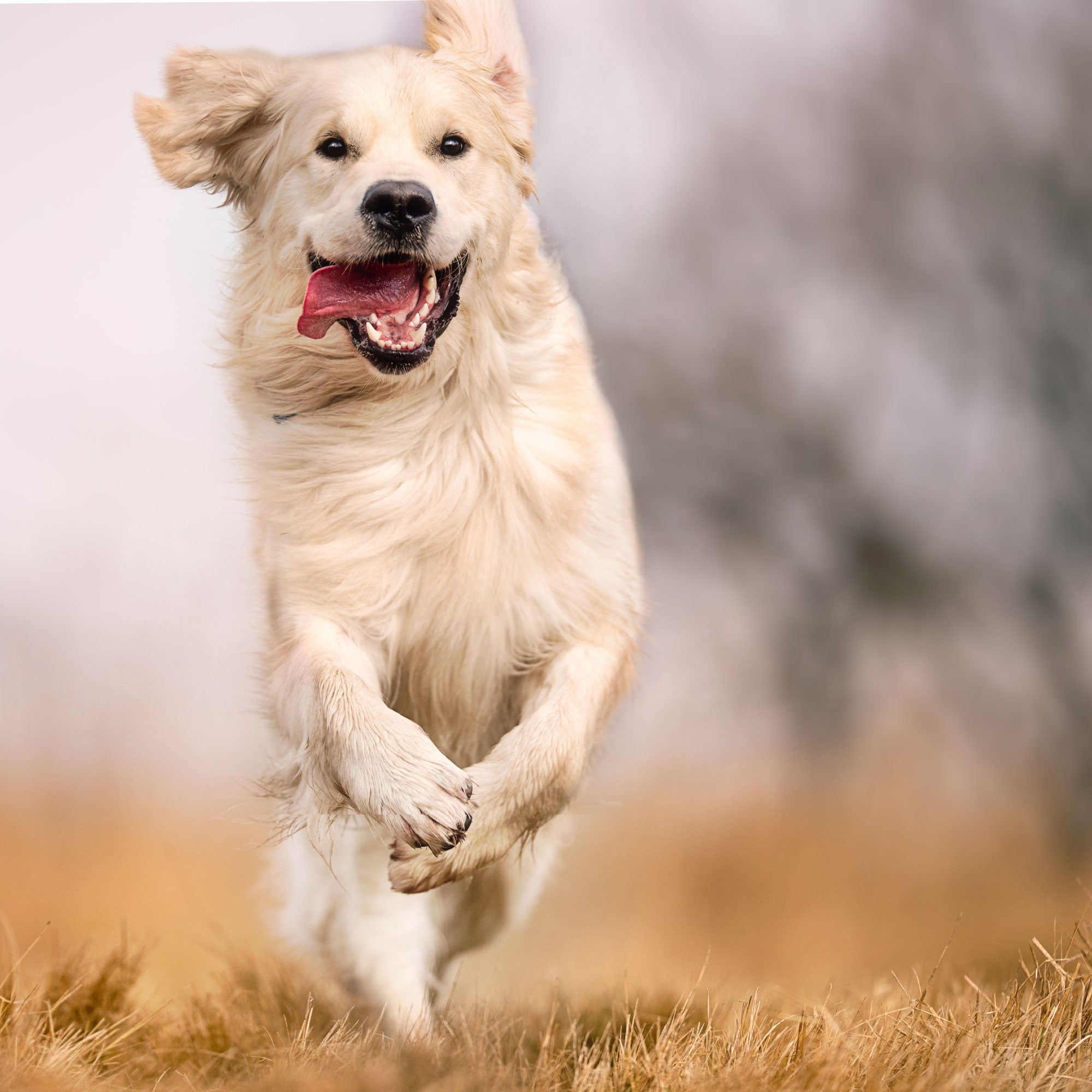natural joint supplement for dogs