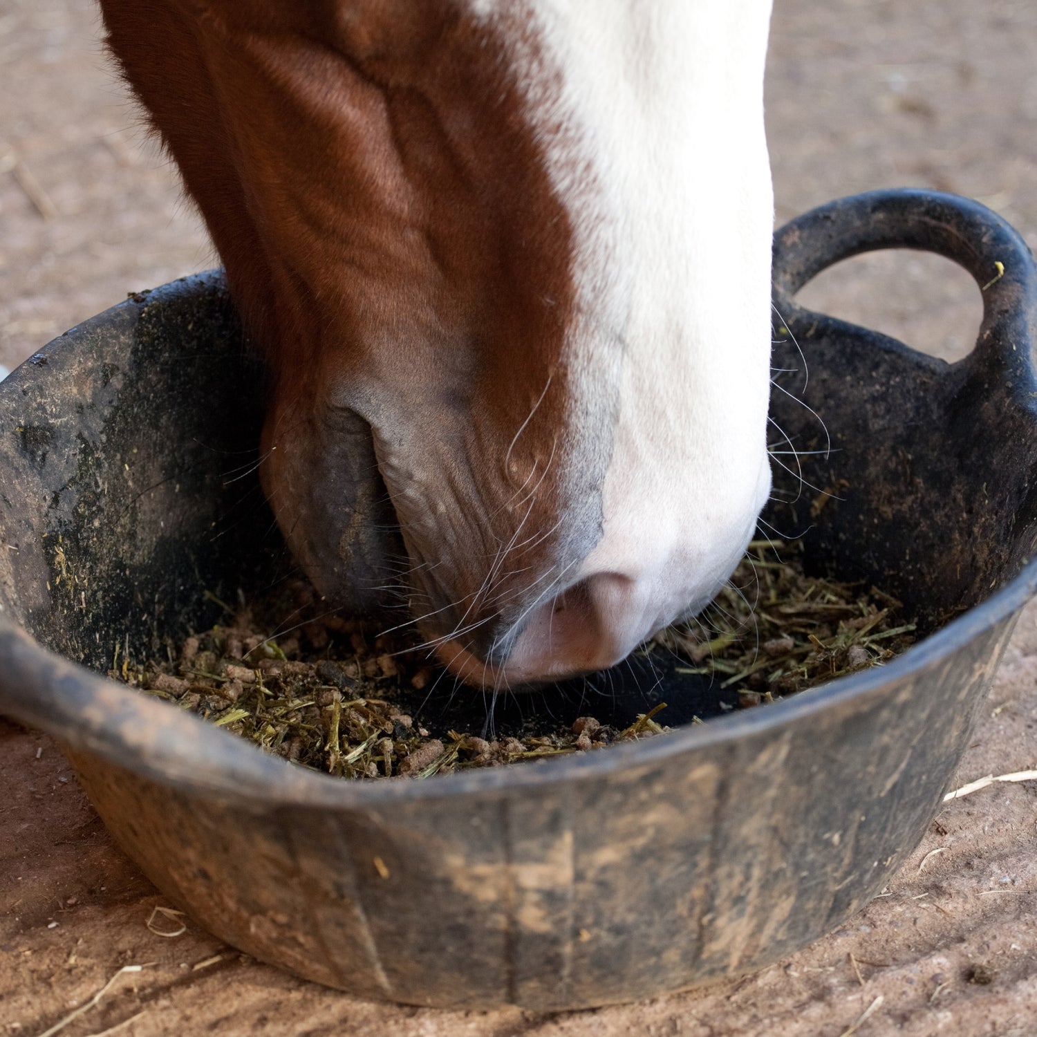 horse glucosamine dietary supplement