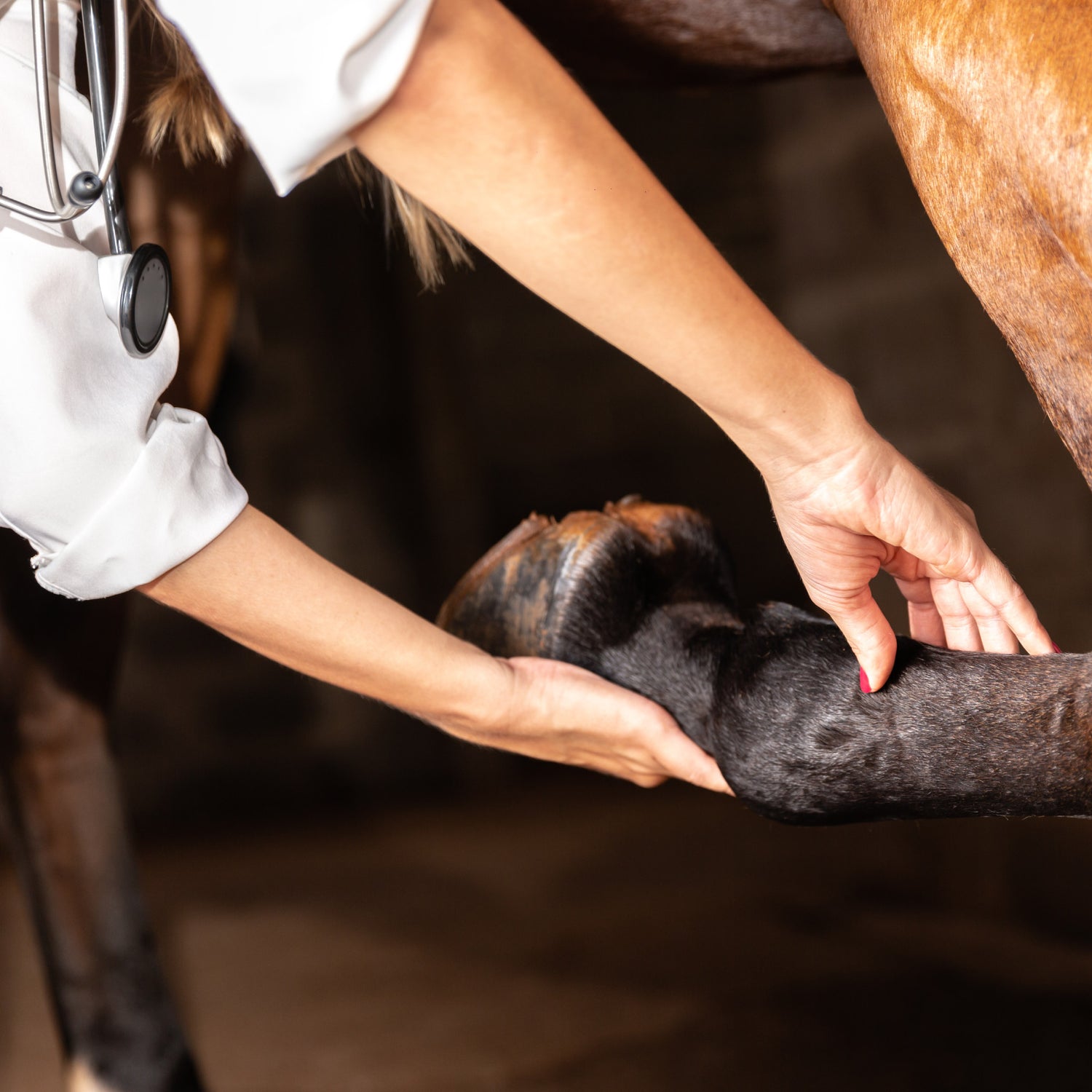 vet recommended horse joint supplement